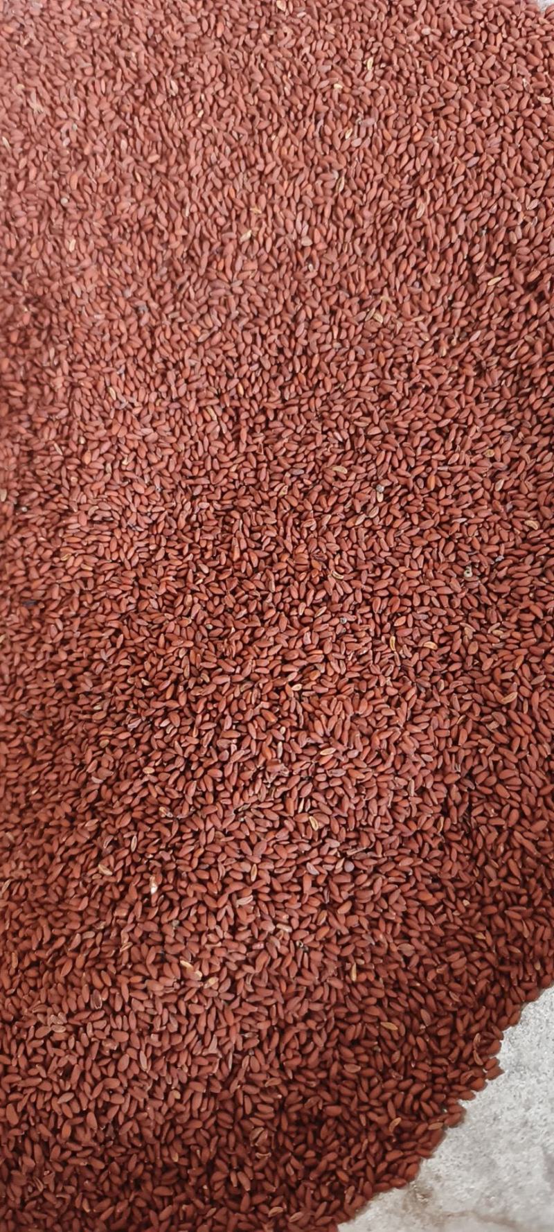 家独行菜籽包邮发货冷背药材批发量大从优