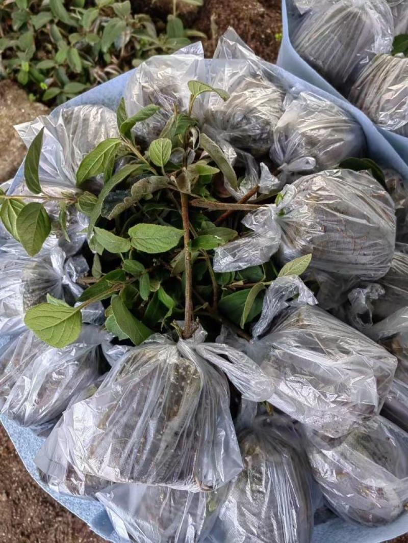 木本绣球斗球花树白色大花中华木绣球耐寒。