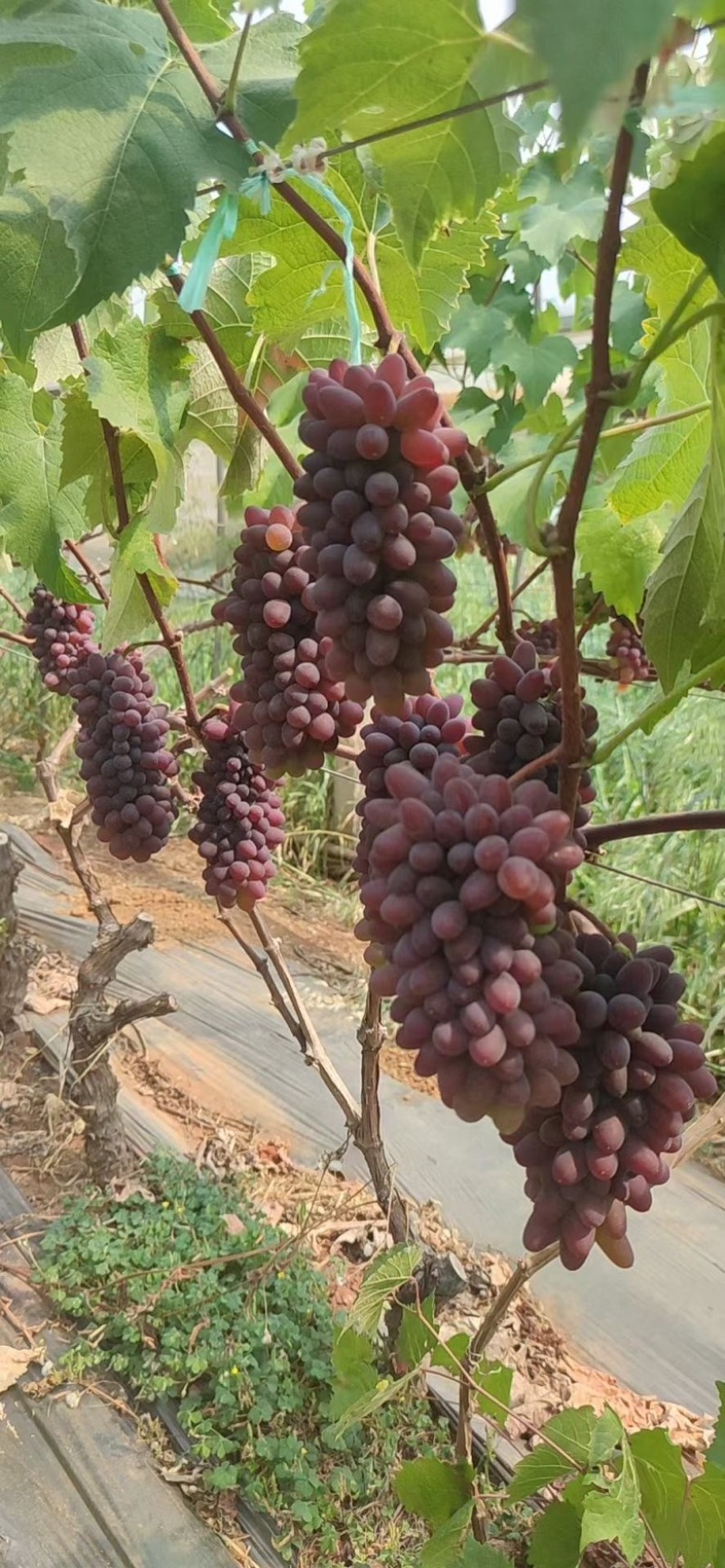 云南茉莉香葡萄