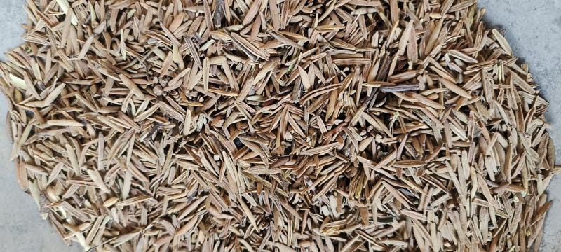 止泻木皮包邮止泻木子冷背药材量大从优地道药材