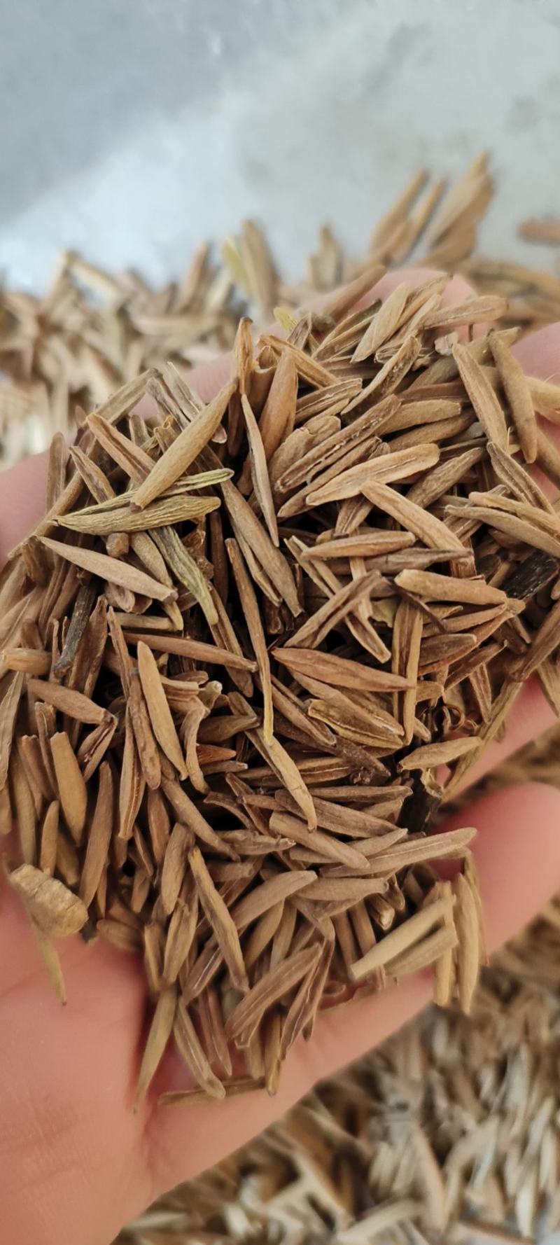 止泻木皮包邮止泻木子冷背药材量大从优地道药材