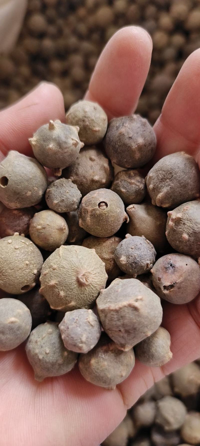 没食子干货包邮无食子没石子冷背药材量大从优