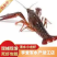 青虾精品潜江市清水小龙虾一手货源规格齐全品质保证