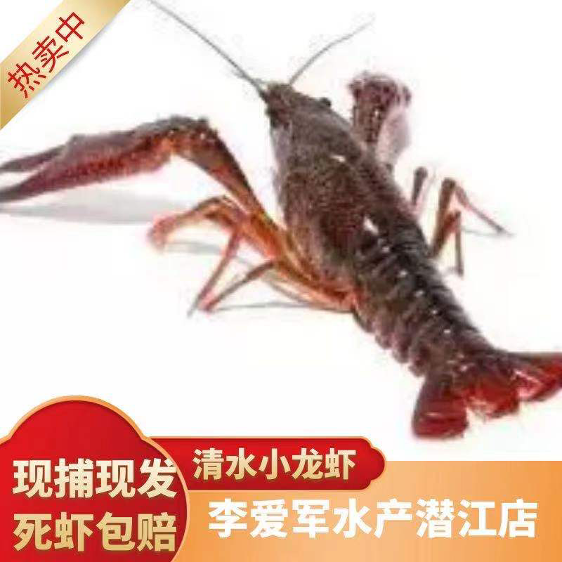 青虾精品潜江市清水小龙虾一手货源规格齐全品质保证