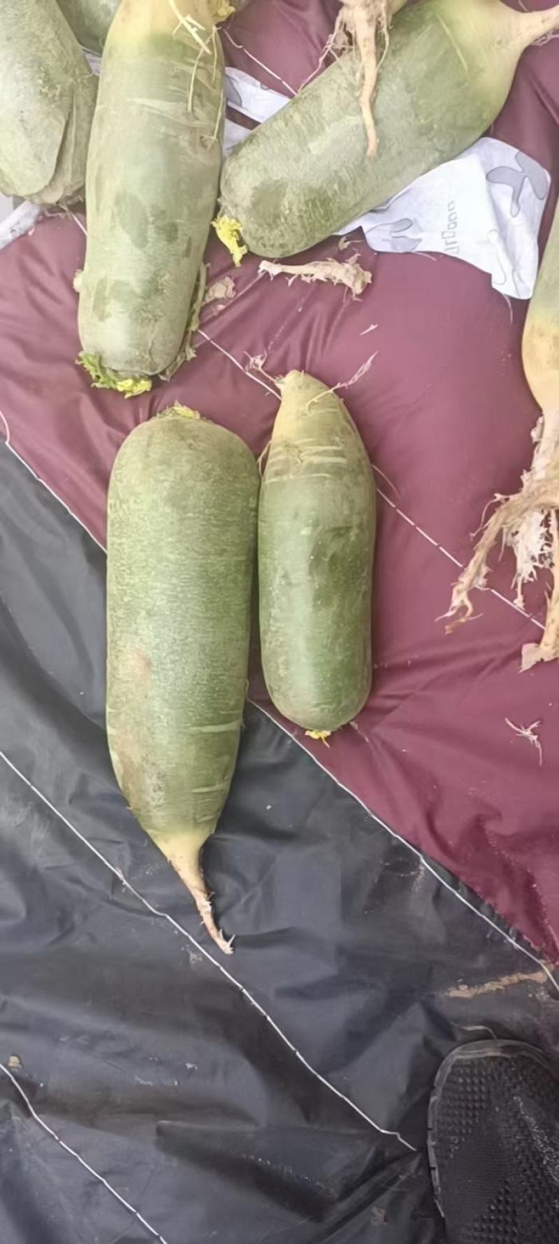 滕州精品水果萝卜大量有货，质量好，量大从优