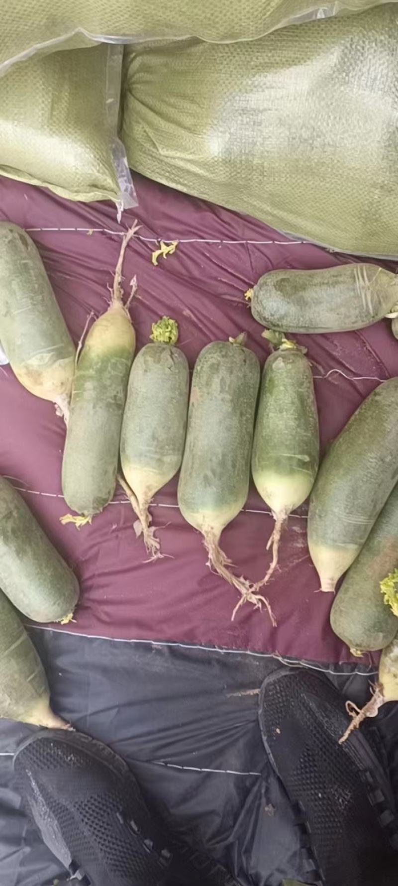 滕州精品水果萝卜大量有货，质量好，量大从优