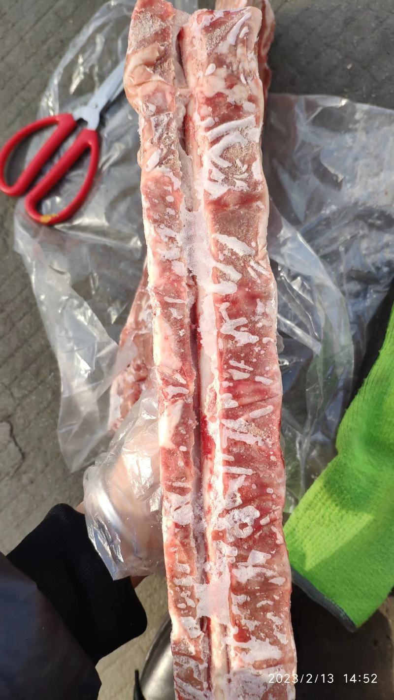 母猪龙骨