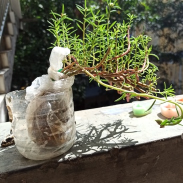 重瓣太阳花花苗老桩