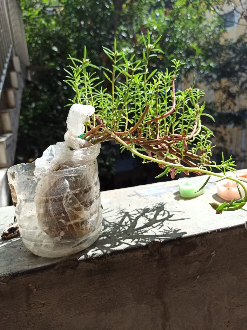 重瓣太阳花花苗老桩