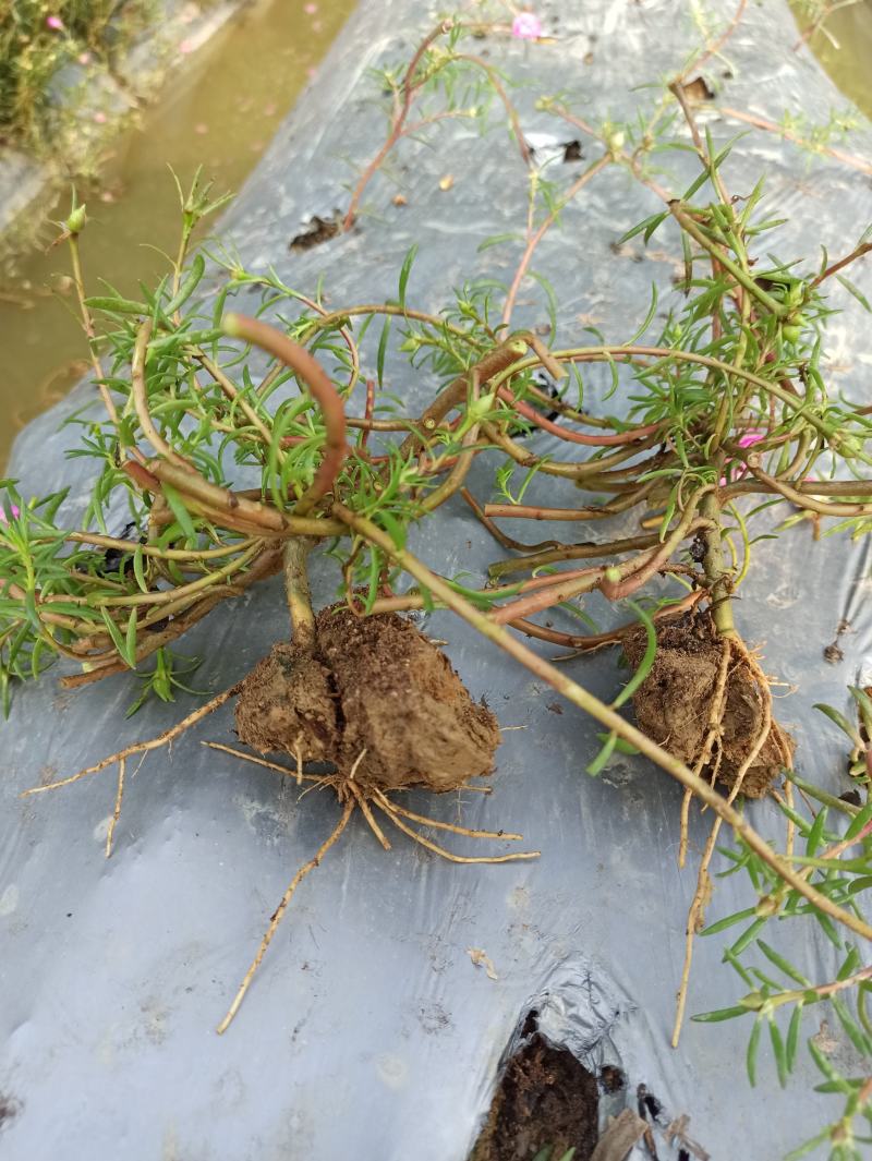 重瓣太阳花花苗老桩