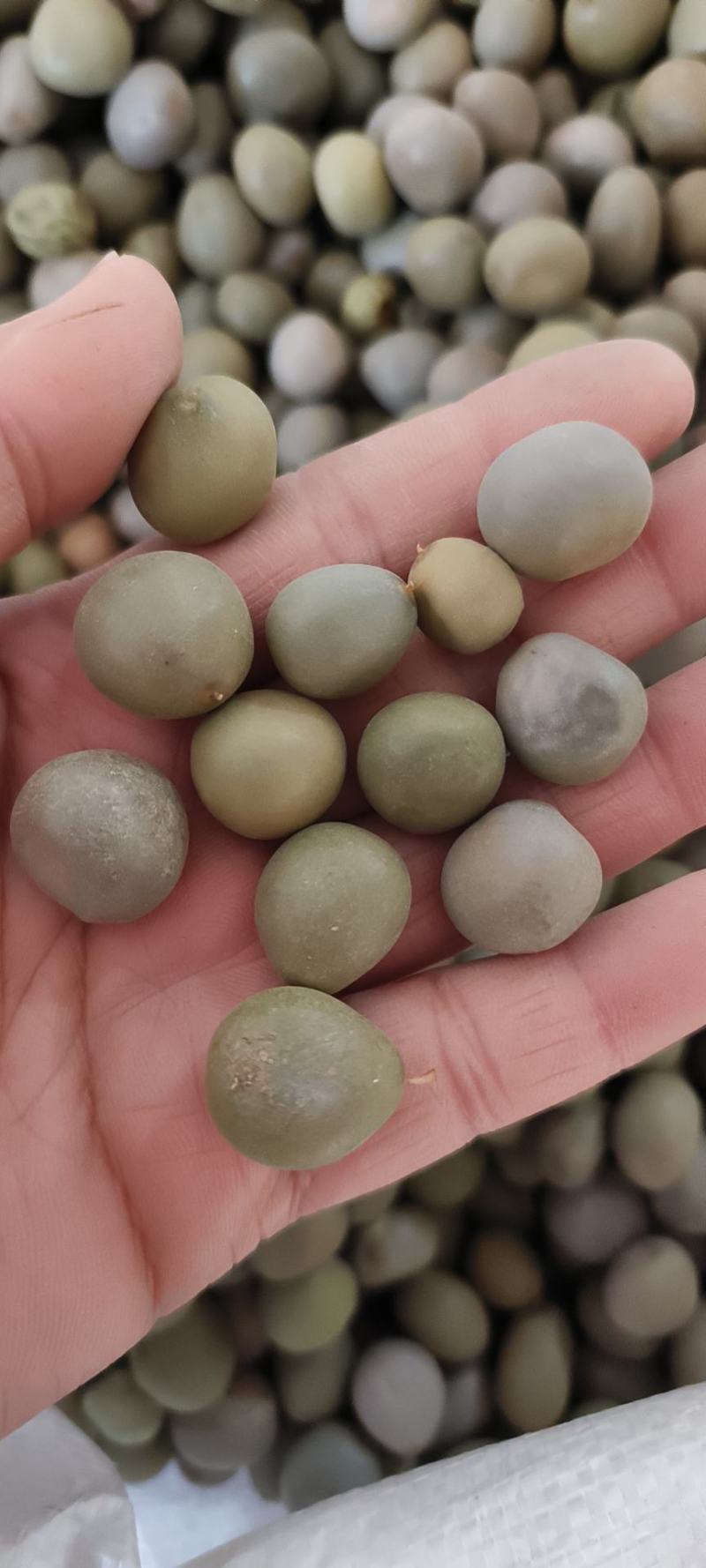 大叶托云实子包邮云实子冷背药材批发量大从优