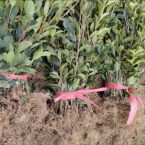 湘林油茶苗210