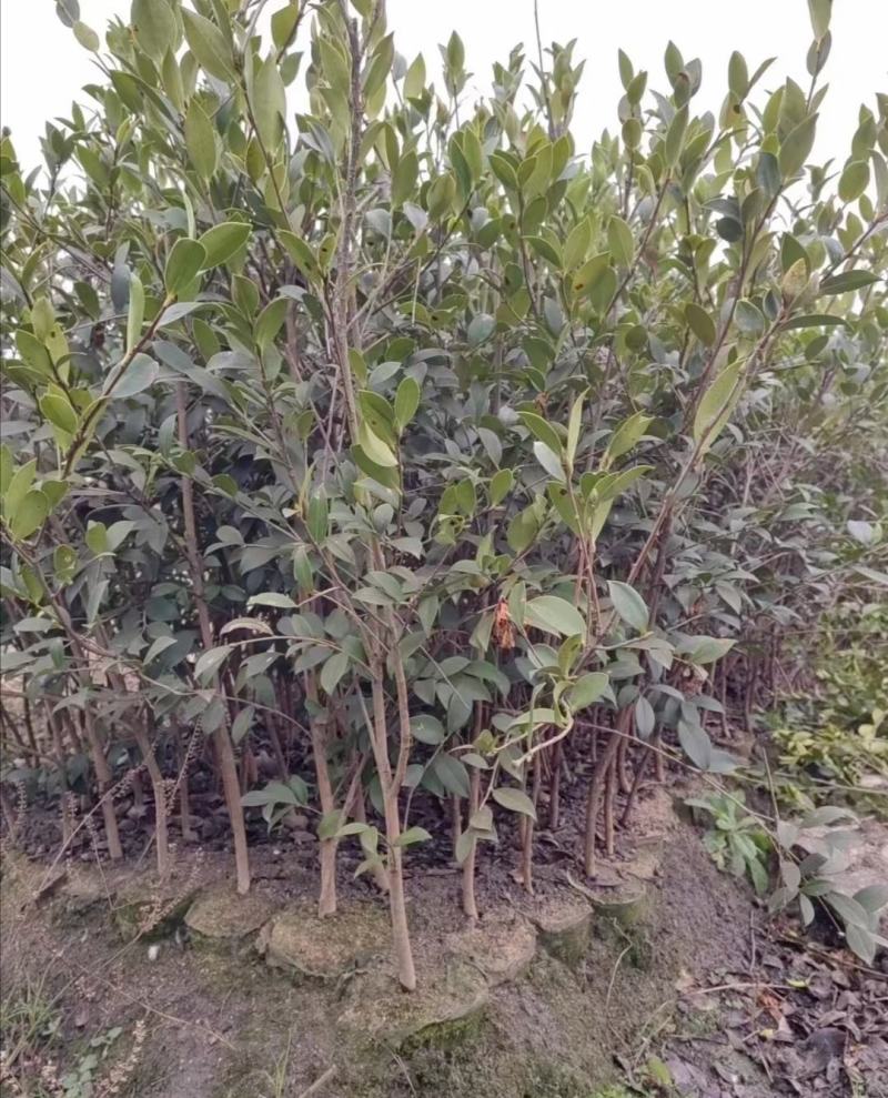 湘林油茶苗210