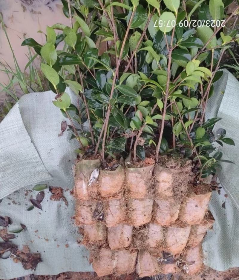 湘林油茶苗210