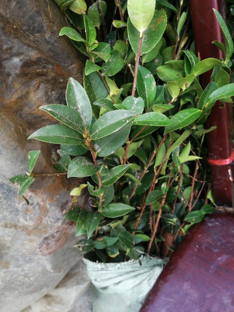 湘林油茶苗210