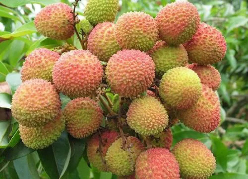 荔枝全国大量上货，可代发量大从优欢迎洽谈电话联系