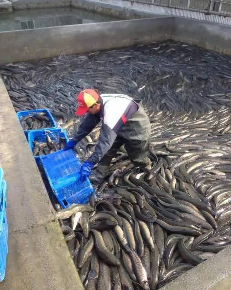 渔场直供杂交省料快大黑鱼苗乌鱼苗良种淡水生鱼苗技术指导