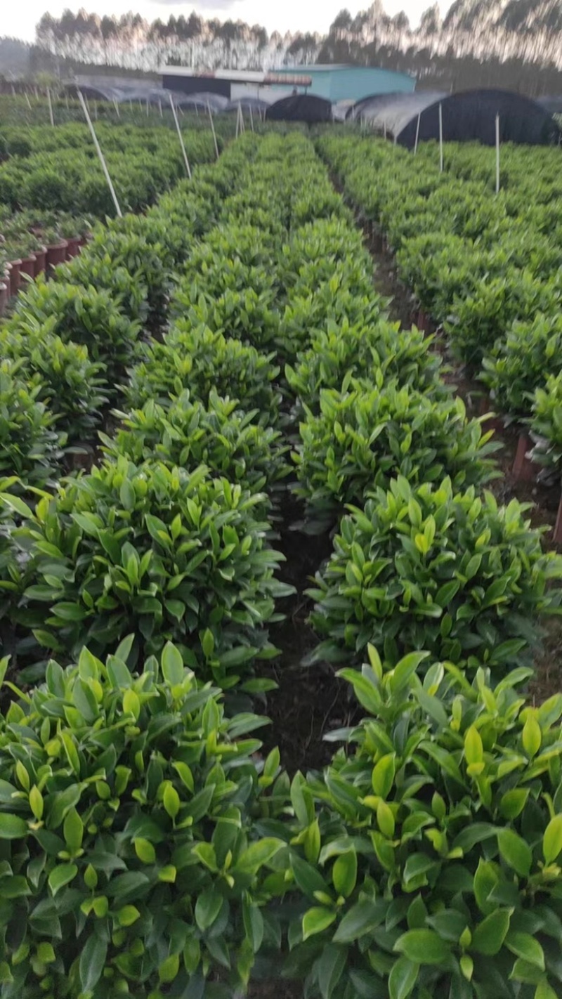 35盆非洲茉莉盆上60-70高度！球形，开平，批发，基地
