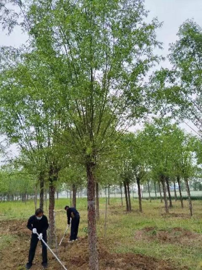 柳树绿化苗木柳树种苗好存活基地种植大量现货欢迎选购