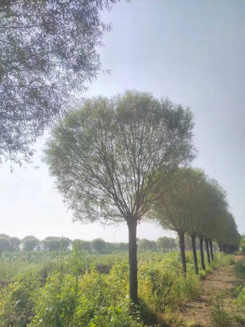 柳树绿化苗木柳树种苗好存活基地种植大量现货欢迎选购