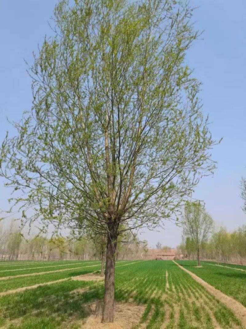 柳树绿化苗木柳树种苗好存活基地种植大量现货欢迎选购