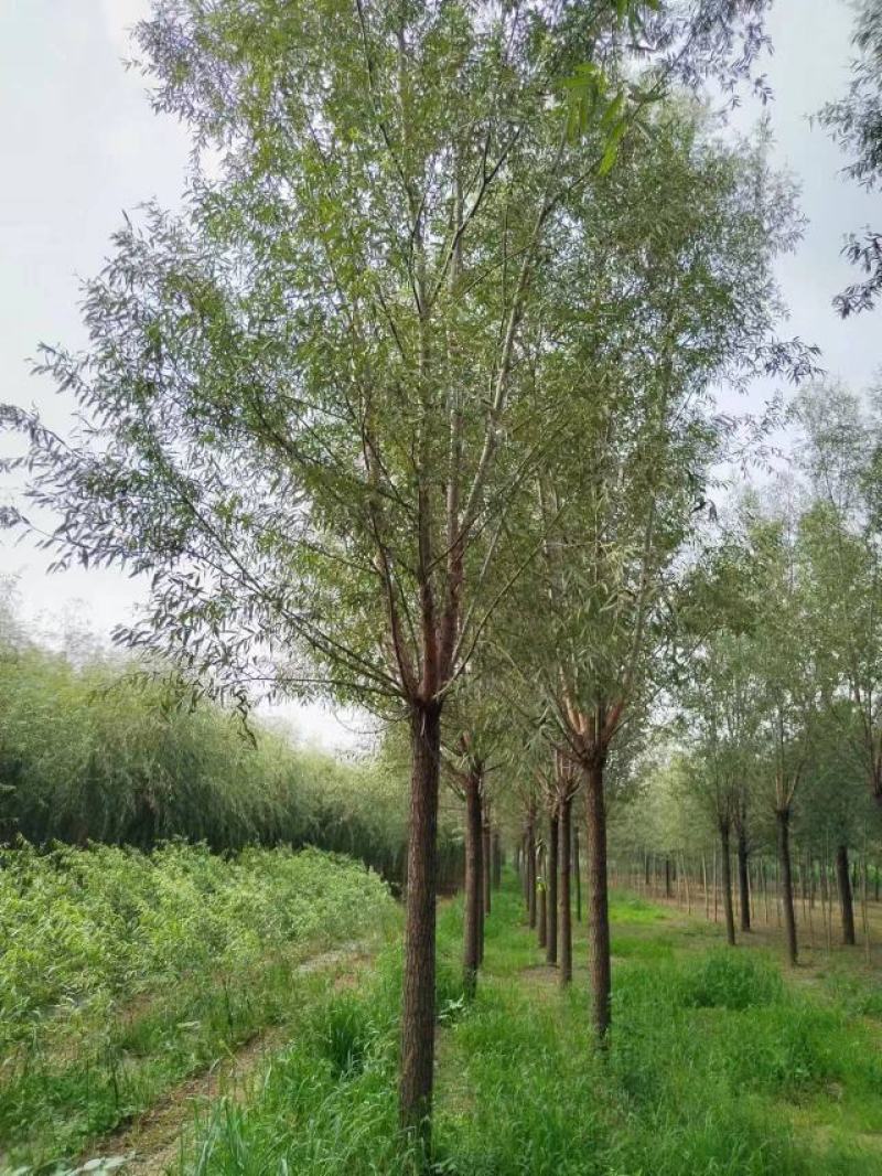 柳树绿化苗木柳树种苗好存活基地种植大量现货欢迎选购