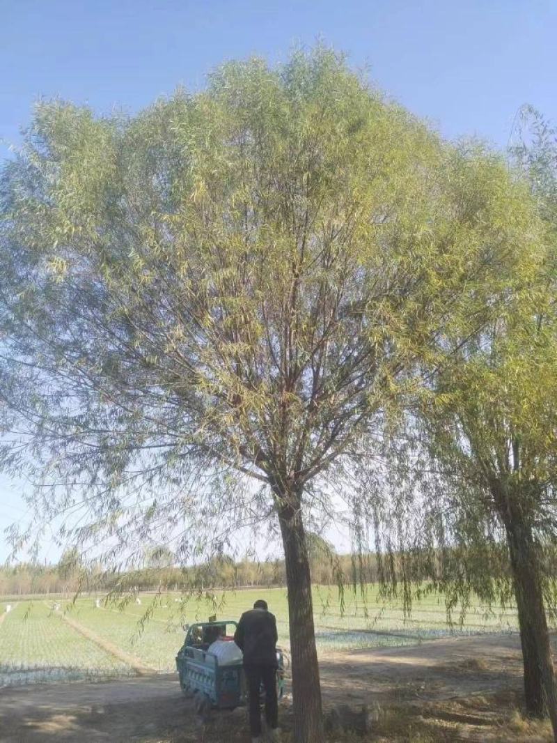 柳树绿化苗木柳树种苗好存活基地种植大量现货欢迎选购