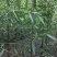 柳树绿化苗木柳树种苗好存活基地种植大量现货欢迎选购
