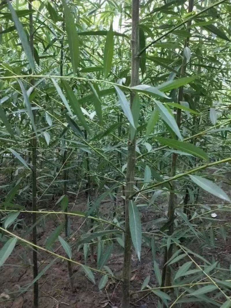 柳树绿化苗木柳树种苗好存活基地种植大量现货欢迎选购