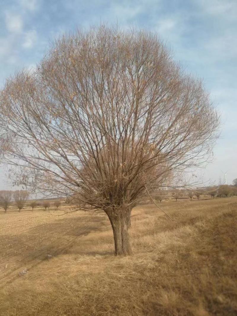 柳树绿化苗木柳树种苗好存活基地种植大量现货欢迎选购