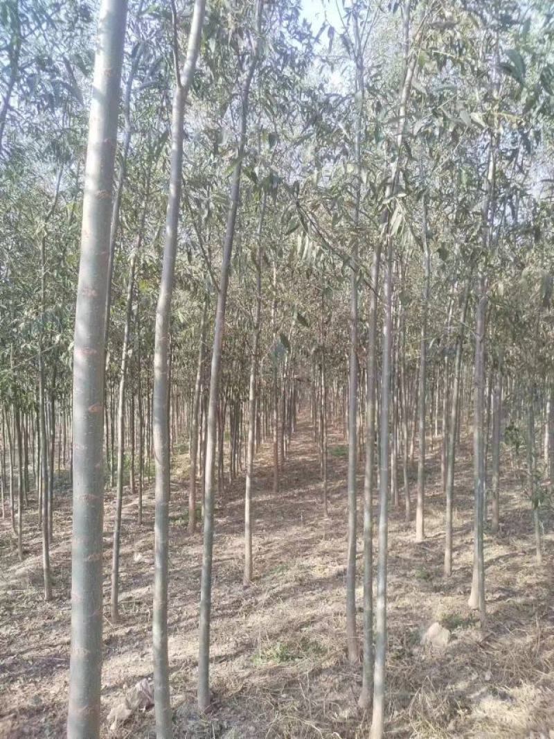 柳树绿化苗木柳树种苗好存活基地种植大量现货欢迎选购