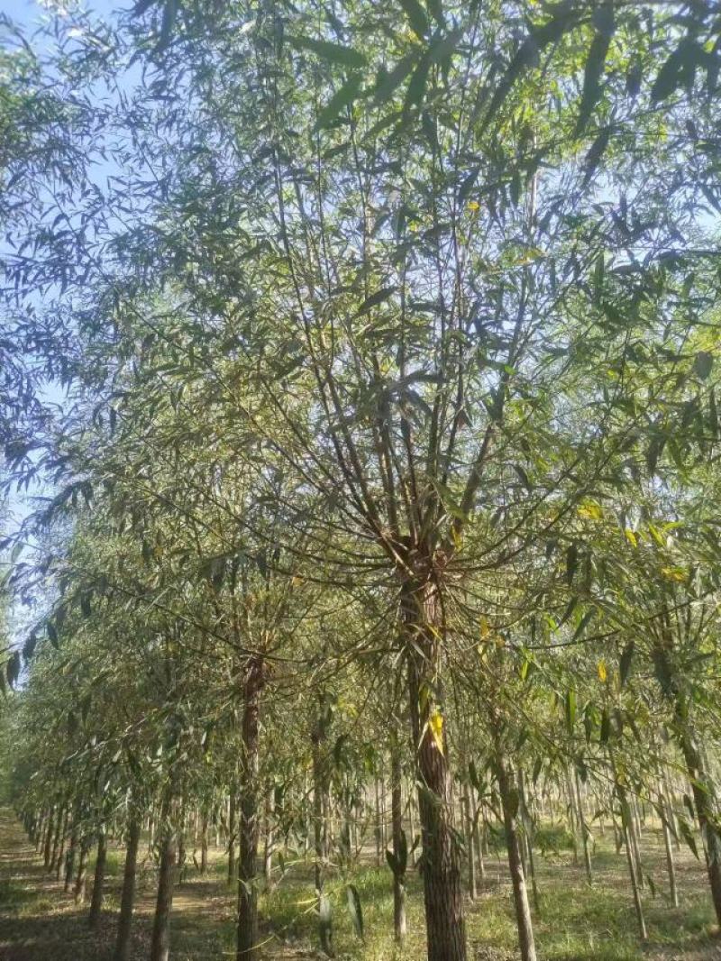 柳树绿化苗木柳树种苗好存活基地种植大量现货欢迎选购