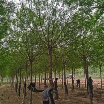 柳树绿化苗木柳树种苗好存活基地种植大量现货欢迎选购