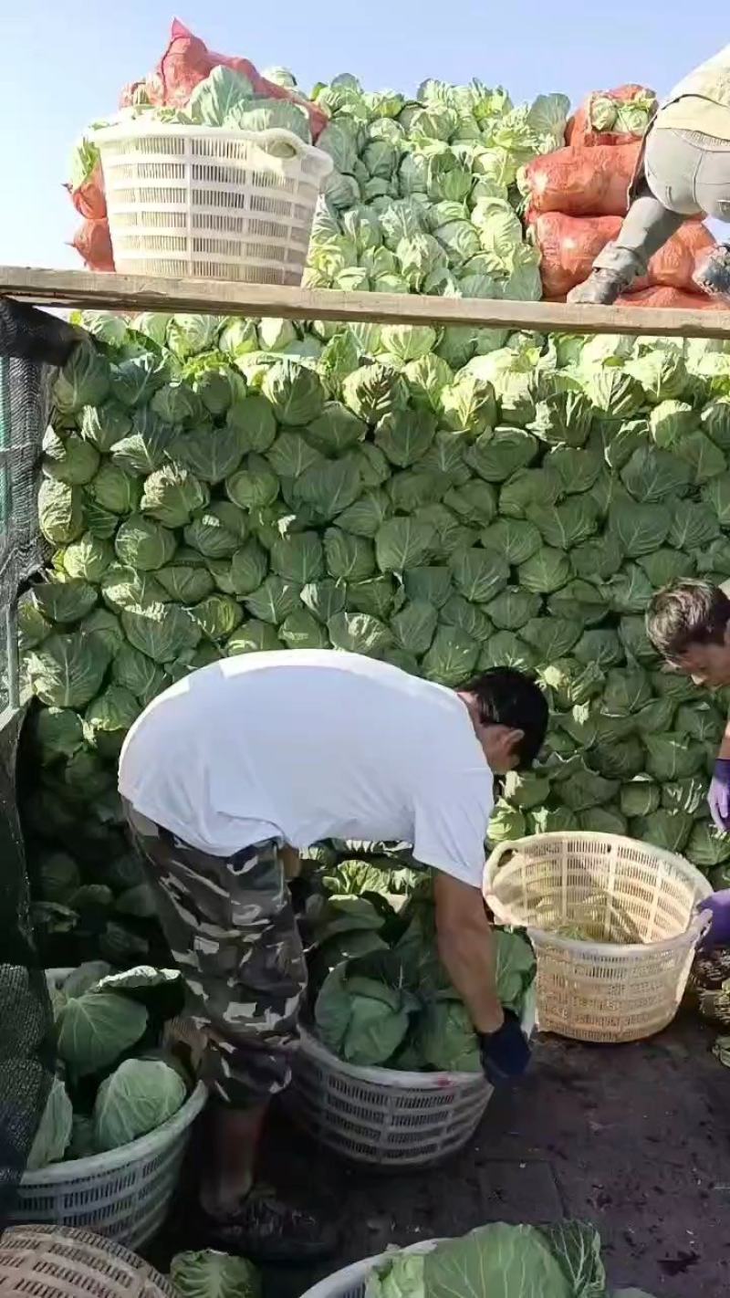 【热卖】云南甘蓝产地直发，一手货源，大量有货，菜质清秀
