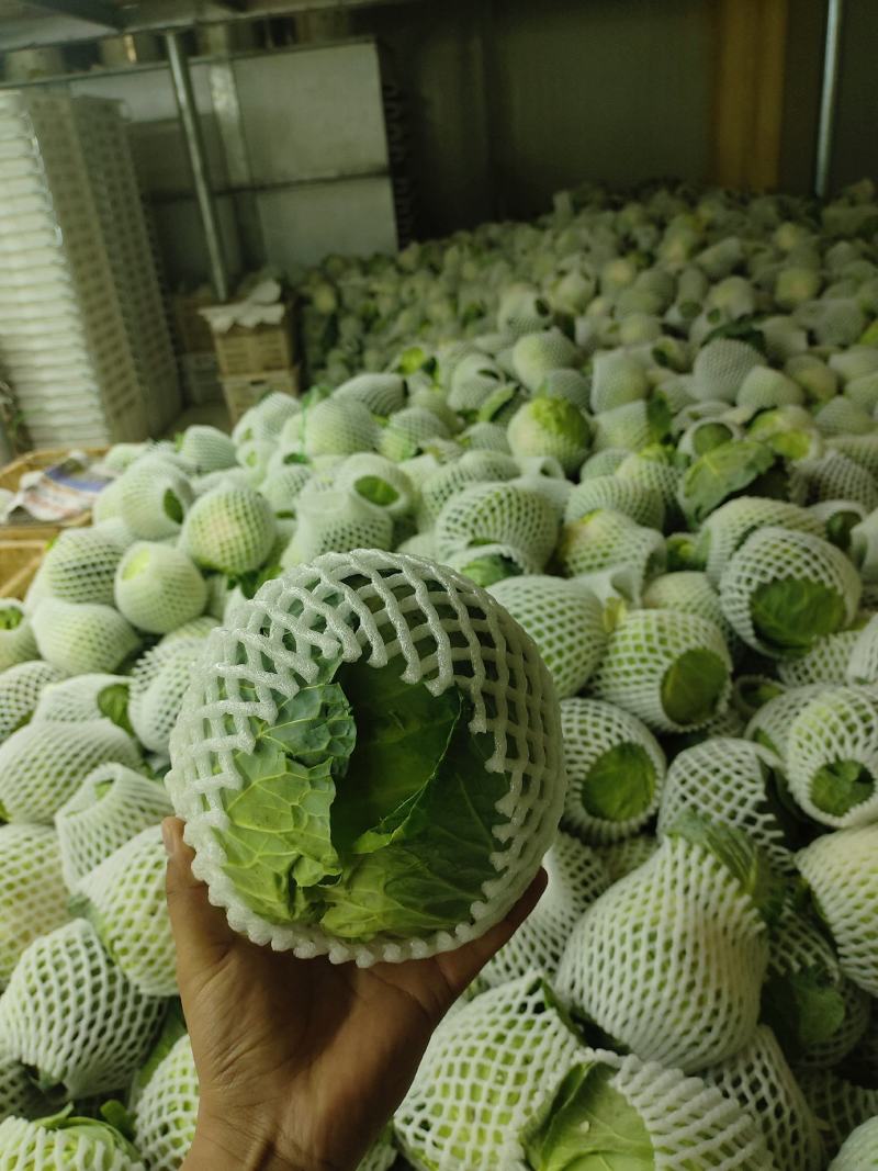 【热卖】云南甘蓝产地直发，一手货源，大量有货，菜质清秀