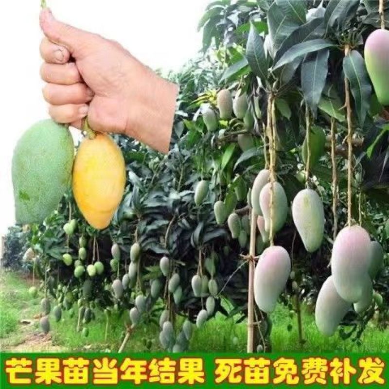 正宗嫁接芒果树苗南方北方可种凯特芒四季红象牙当年结果
