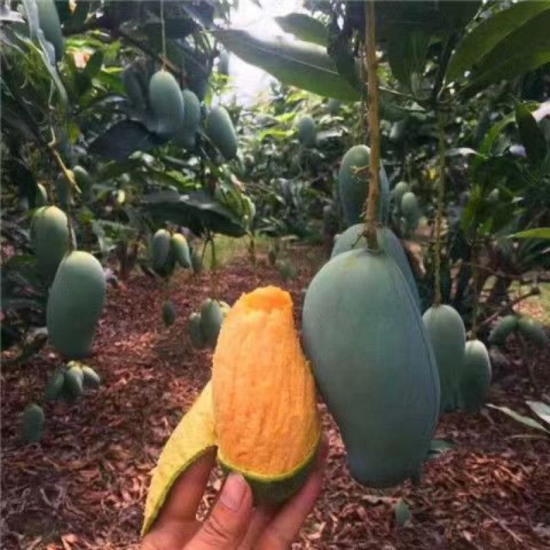 正宗嫁接芒果树苗南方北方可种凯特芒四季红象牙当年结果