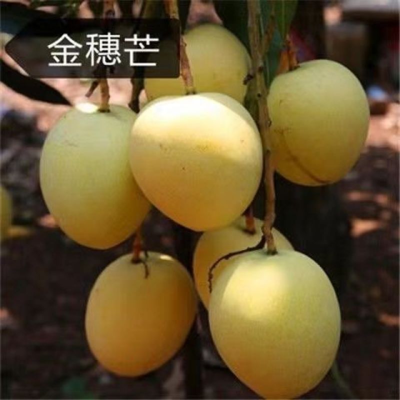 正宗嫁接芒果树苗南方北方可种凯特芒四季红象牙当年结果