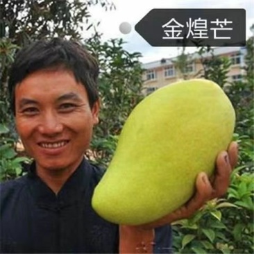 正宗嫁接芒果树苗南方北方可种凯特芒四季红象牙当年结果