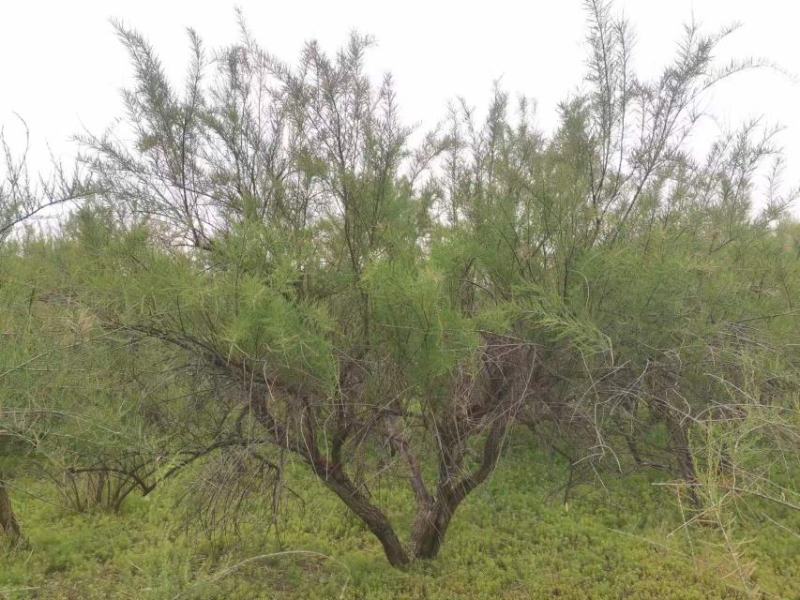 柽柳绿化苗木好成活种种植基地直发量大从优诚信经营欢迎选购