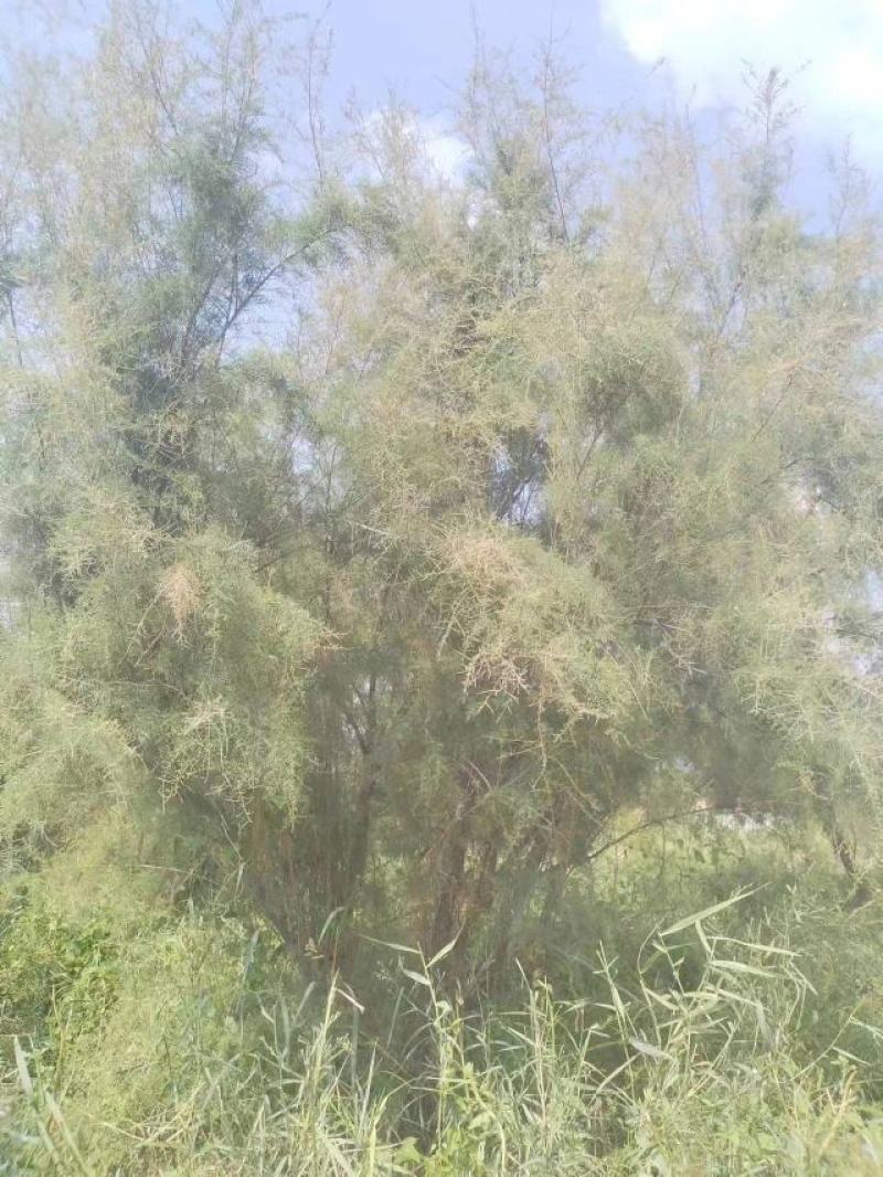 柽柳绿化苗木好成活种种植基地直发量大从优诚信经营欢迎选购