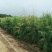柽柳绿化苗木好成活种种植基地直发量大从优诚信经营欢迎选购