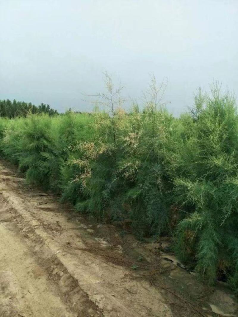 柽柳绿化苗木好成活种种植基地直发量大从优诚信经营欢迎选购