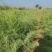 柽柳绿化苗木好成活种种植基地直发量大从优诚信经营欢迎选购
