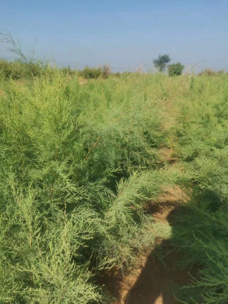 柽柳绿化苗木好成活种种植基地直发量大从优诚信经营欢迎选购