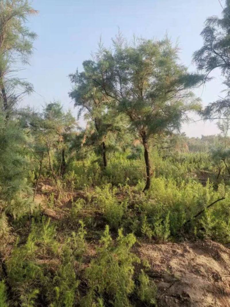 柽柳绿化苗木好成活种种植基地直发量大从优诚信经营欢迎选购