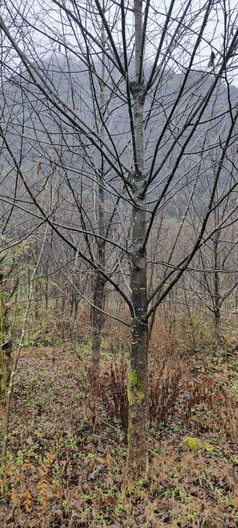精品珙桐