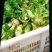 儿菜