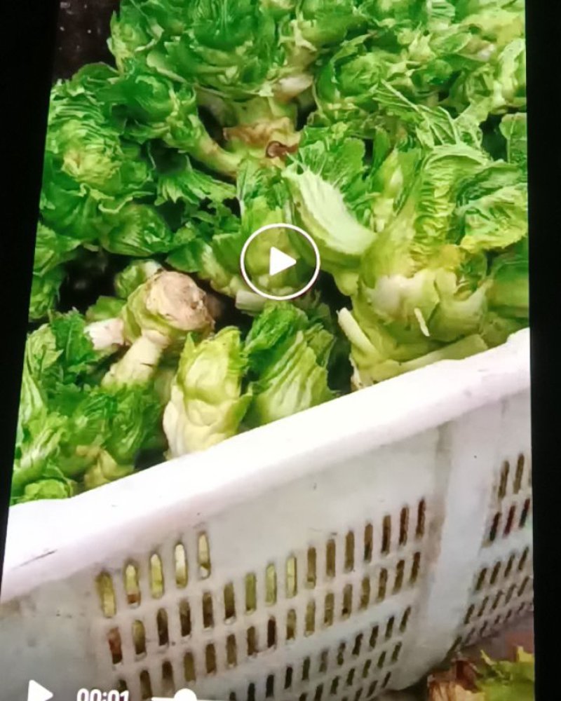 儿菜