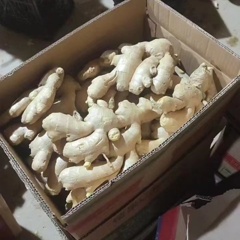 山东大姜风干大姜大量现货品质好对接电商市场大量发货